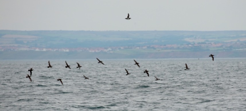  Manx Shearwaters 28-08-18 Staithes © Richard Baines