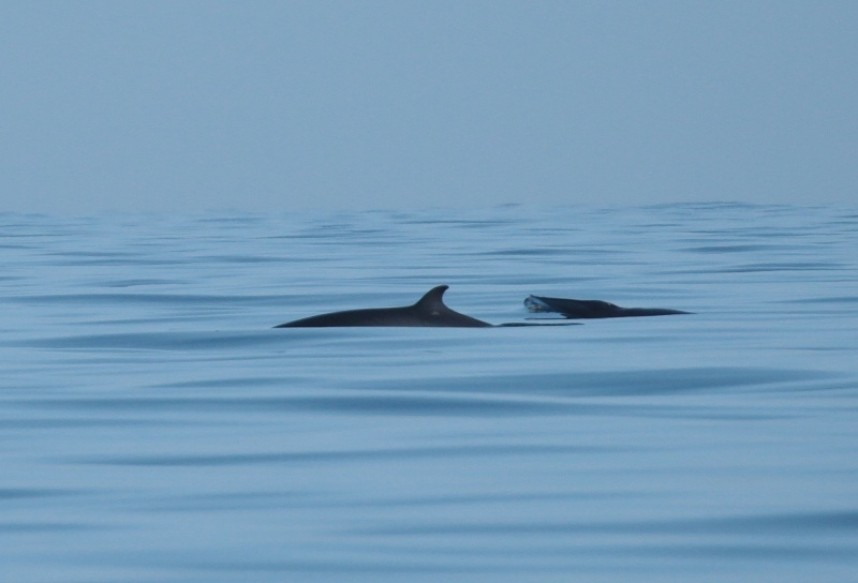 Two Minke Whales 31-08-18 Staithes © Richard Baines