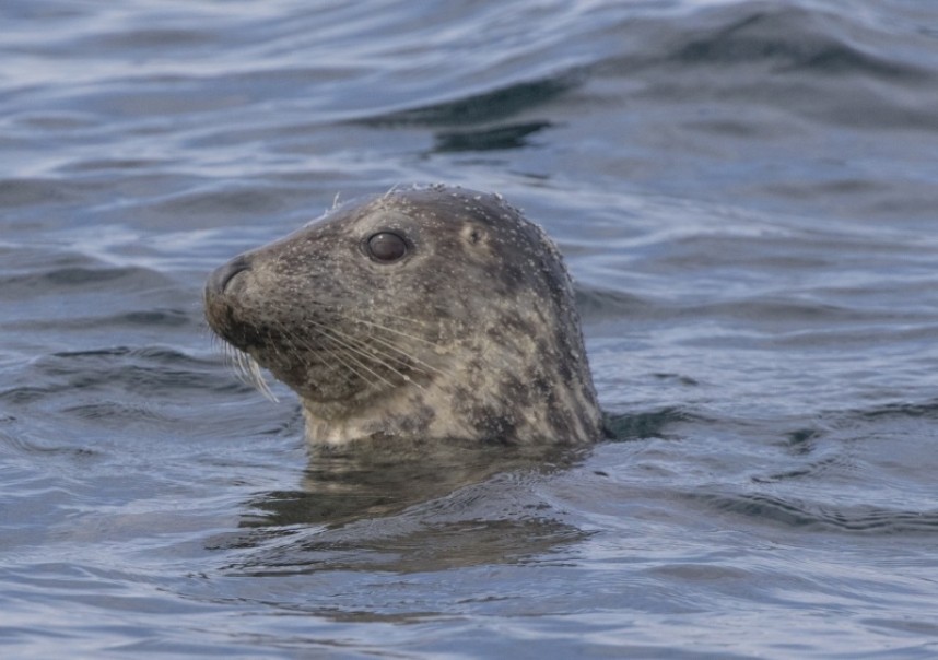  Atlantic Grey Seal 01-09-18 Staithes © Chrys Mellor