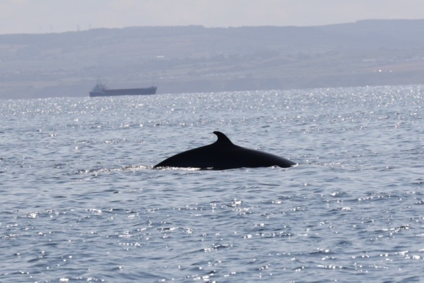  Minke Whale at Staithes © Mike Hessey