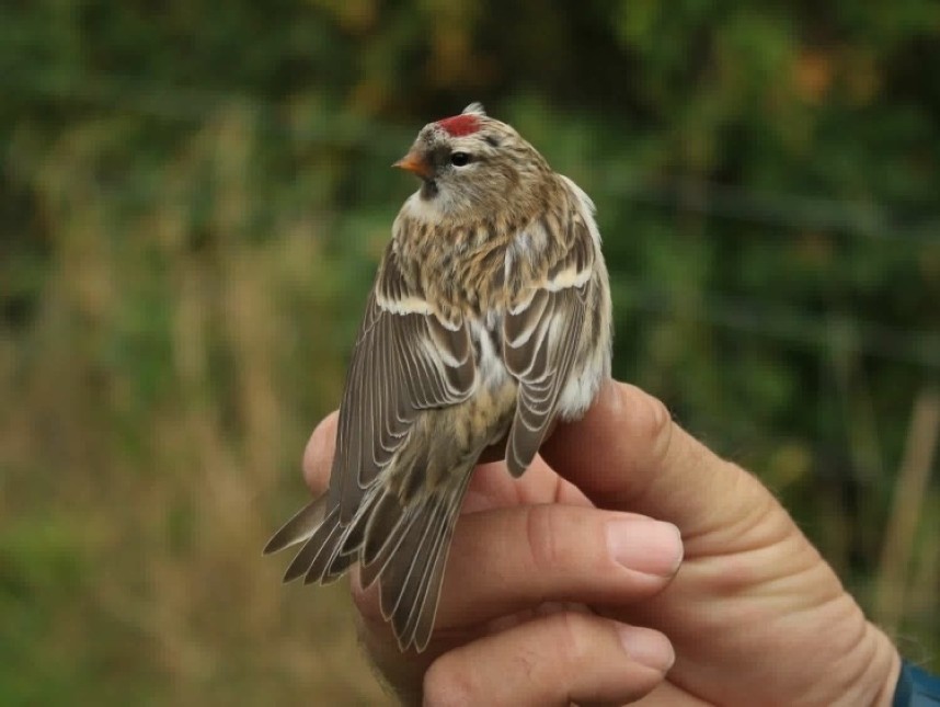  Common (Mealy) Redpoll © Dan Lombard