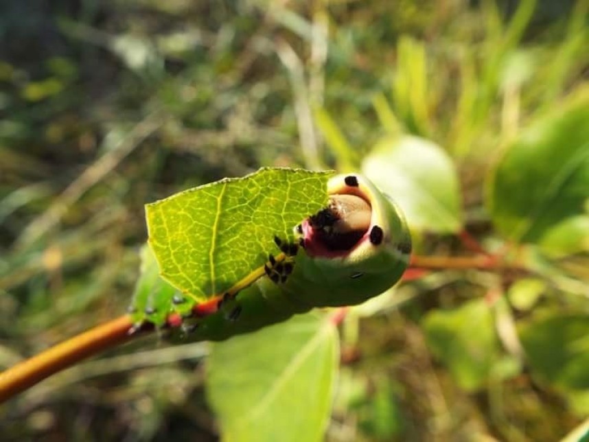  Puss Moth caterpillar © Ben Hurst