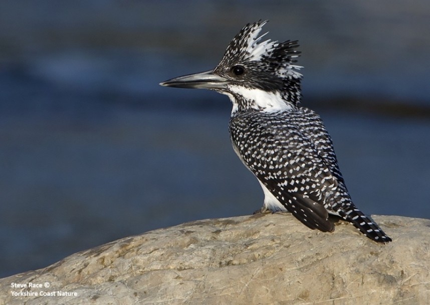 Crested Kingfisher on the Kosi River © Steve Race