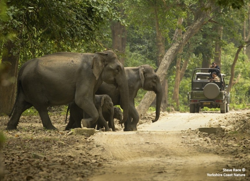  Asian Elephant family in Corbett NP © Steve Race