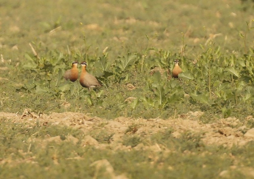 Indian Couser © Richard Baines
