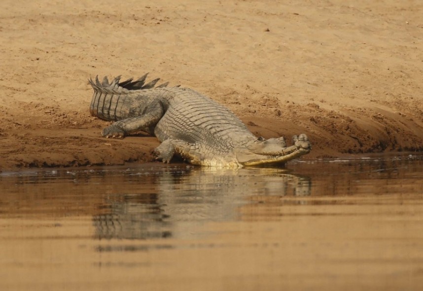 male Gharial on the Chambal River © Richard Baines