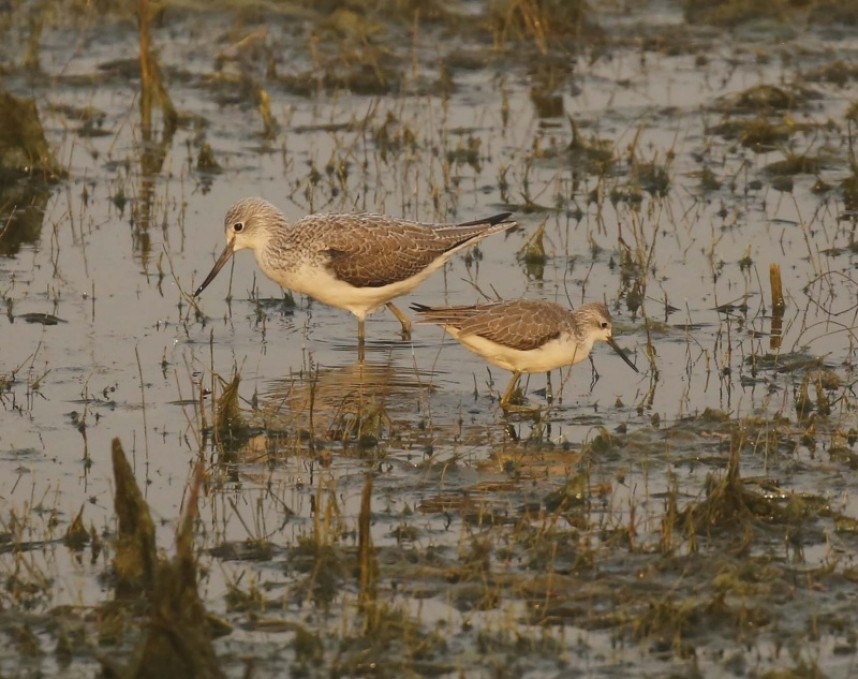 Greenshank & Marsh Sandpiper at at Keoladeo NP © Richard Baines