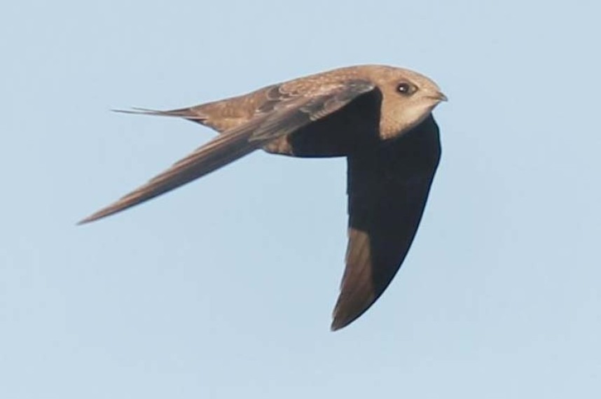  Pallid Swift at Flamborough © Trev Charlton