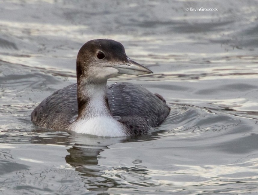 Great Northern Diver Scarborough Harbour © Kevin Groocock