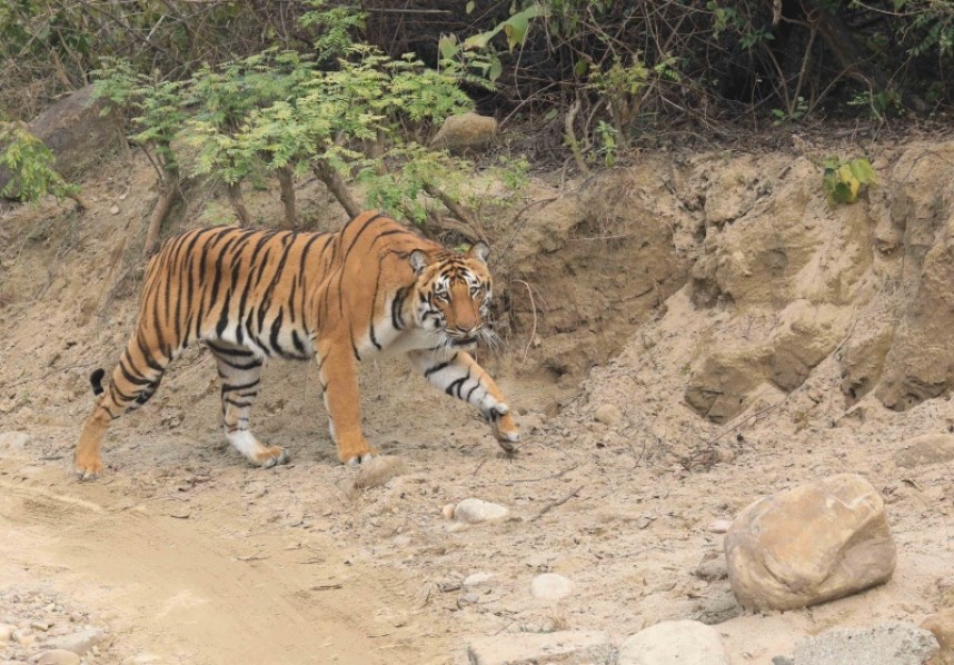 Bengal Tiger Corbett NP © Tony Knowles