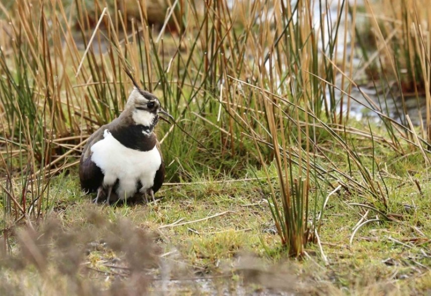  Northern Lapwing with chicks, how many legs can you see? © Richard Baines