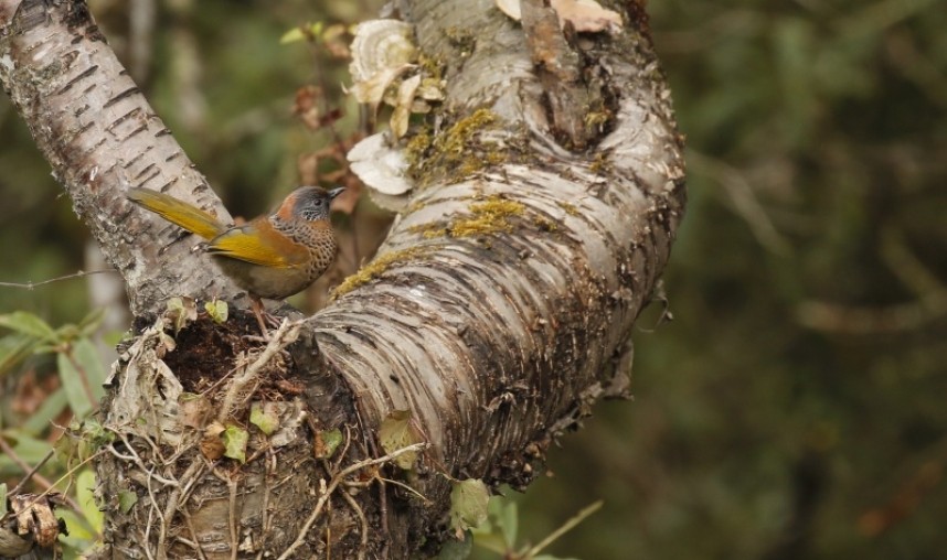  Chestnut-crowned Laughingthrush © Richard Baines