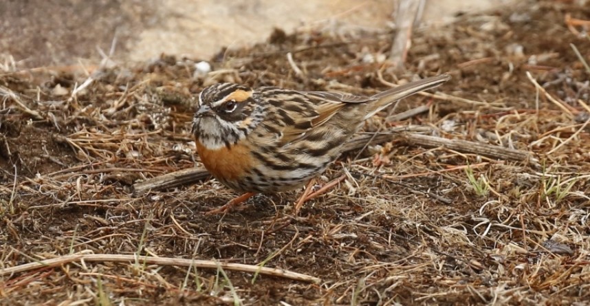  Rufous-breasted Accentor © Richard Baines