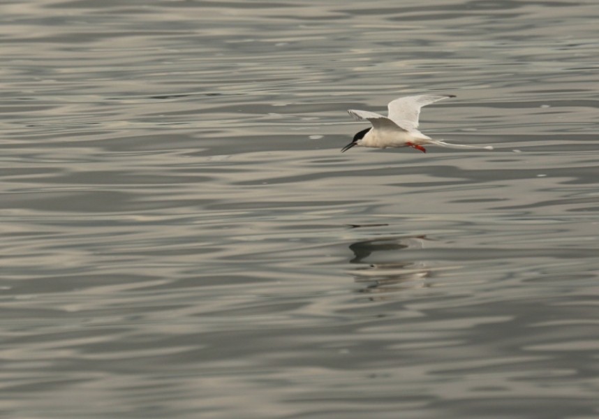  Roseate Tern Coquet Island © Richard Baines
