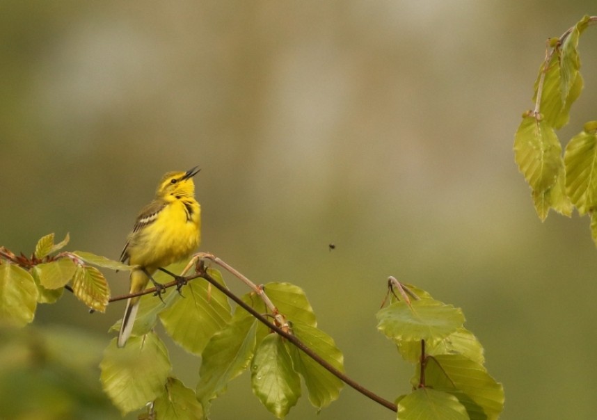 Yellow Wagtail in song © Richard Baines