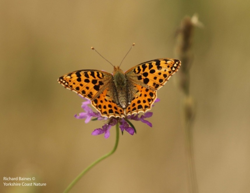 Queen of Spain Fritillary (female) © Richard Baines