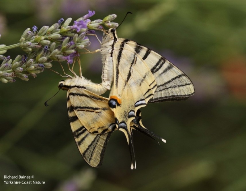 Scarce Swallowtail © Richard Baines