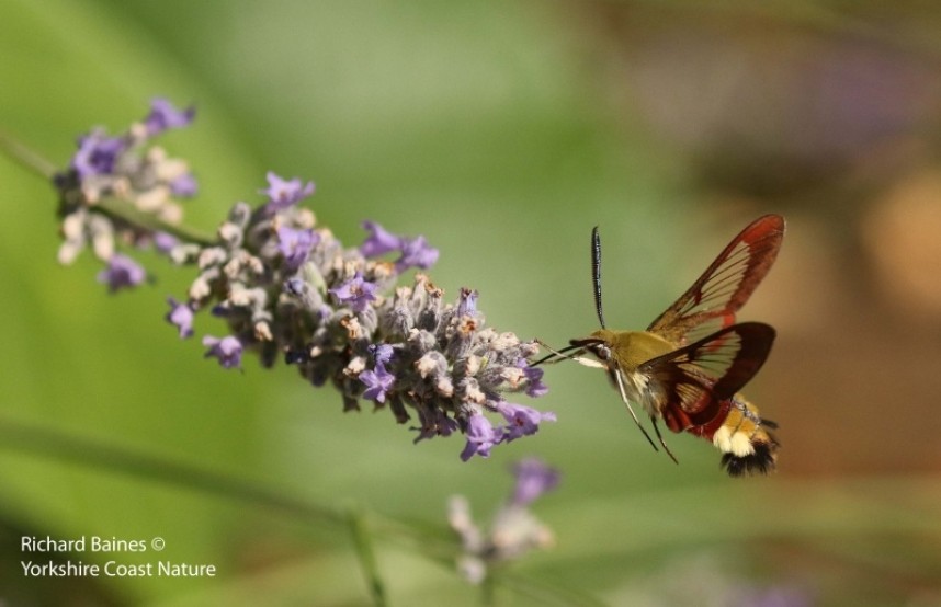 Broad-bordered Bee Hawk-Moth © Richard Baines