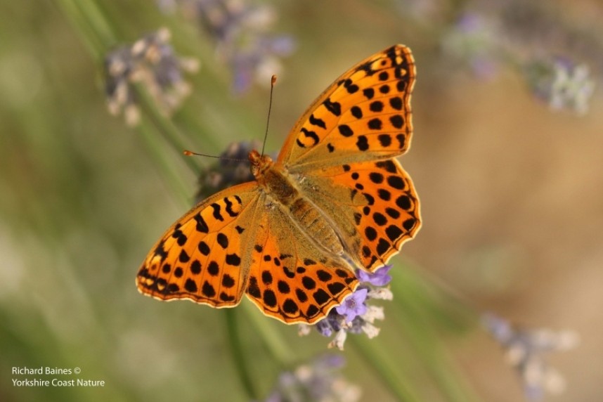 Queen of Spain Fritillary (male) © Richard Baines
