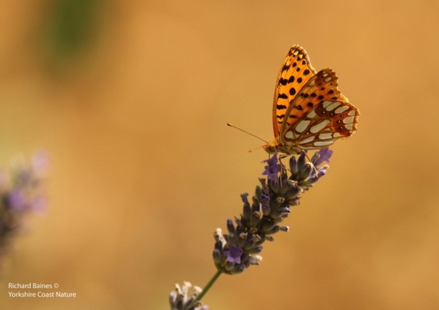 Queen of Spain Fritillary (male) © Richard Baines