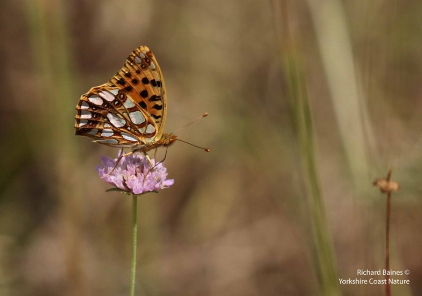 Queen of Spain Fritillary (female) © Richard Baines