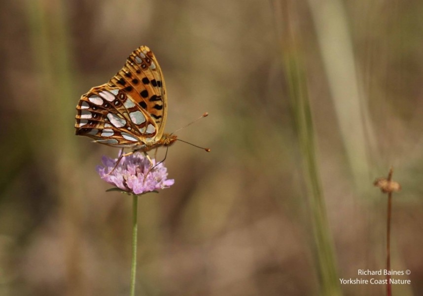  Queen of Spain Fritillary (female) © Richard Baines