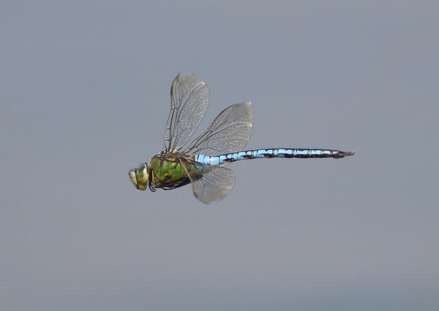  Emperor dragonflies were a bonus by the pond-dipping platform