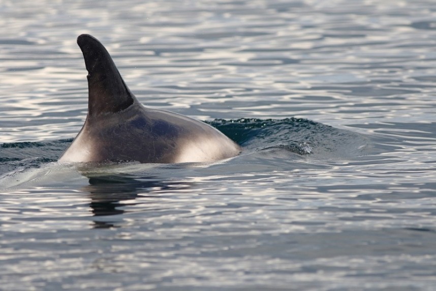 White-beaked Dolphin Staithes 03-08-18 © Mark Pearson