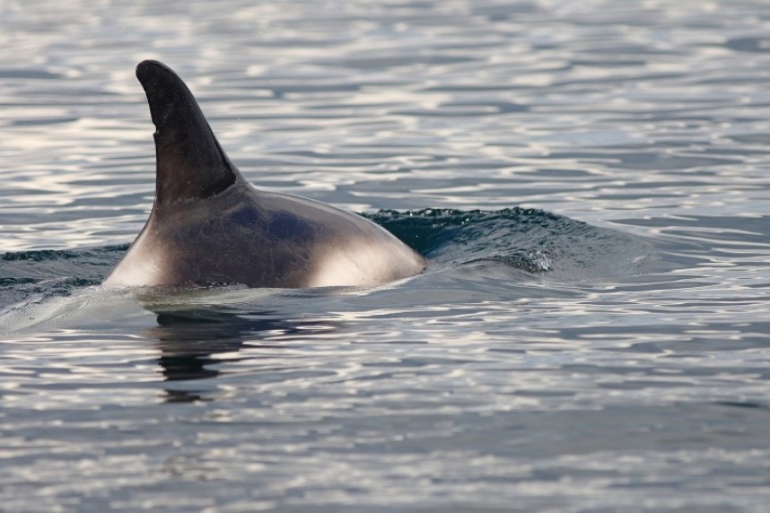  White-beaked Dolphin Staithes 03-08-18 © Mark Pearson