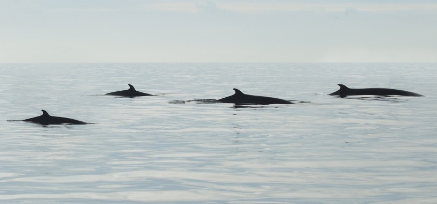  Minke Whales Staithes © Dan Lombard