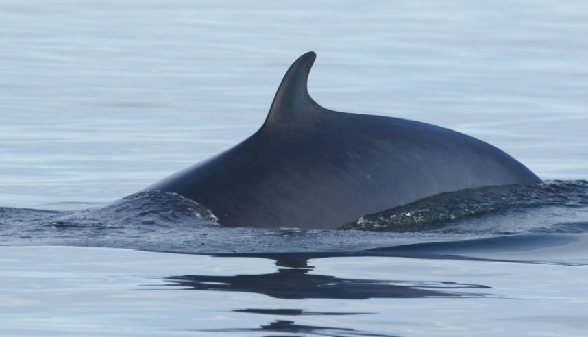 Minke Whale Staithes © Dan Lombard