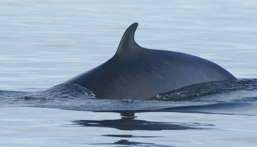  Minke Whale Staithes © Dan Lombard