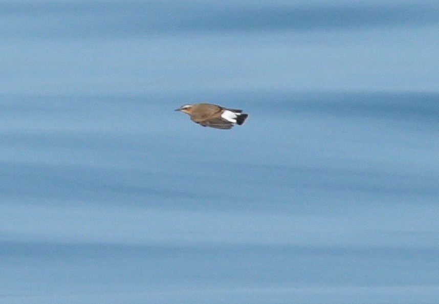  Northern Wheatear flies past our boat 31-08-18 © Richard Baines