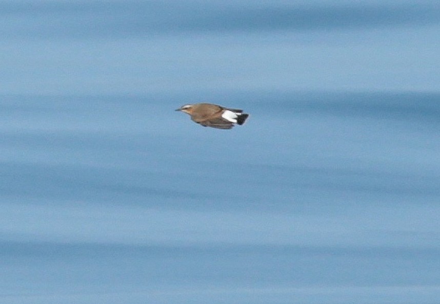 Northern Wheatear flies past our boat 31-08-18 © Richard Baines