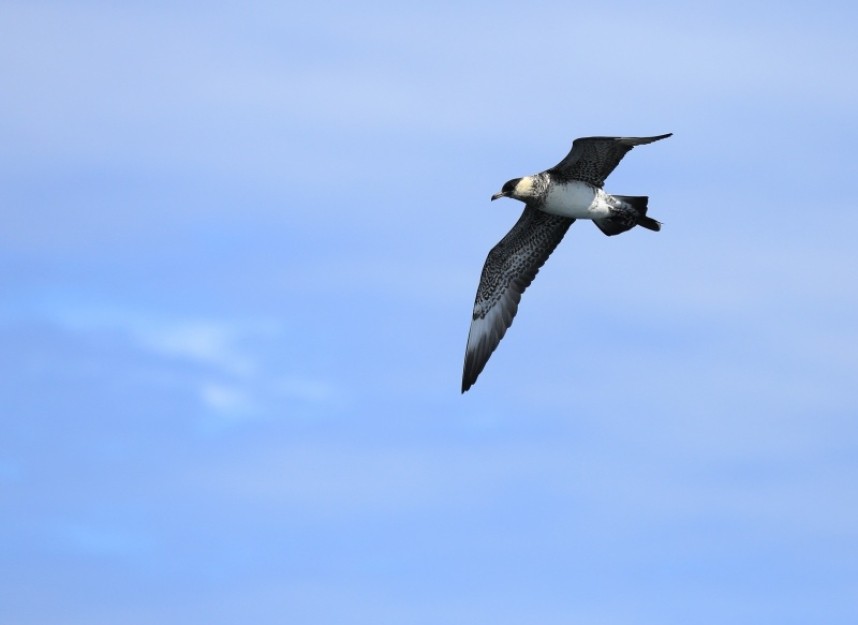 Pomarine Skua 05-08-17 © Richard Baines