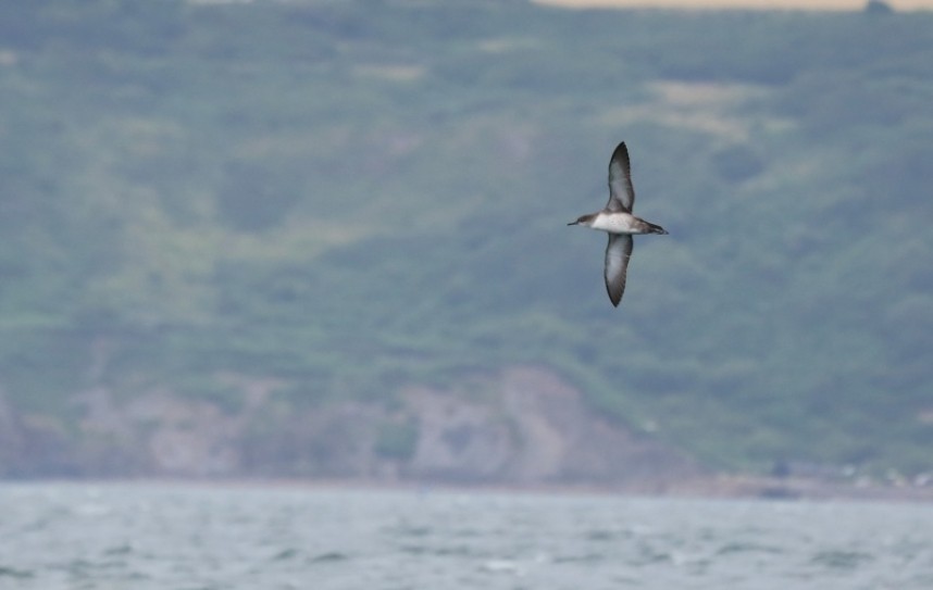 Balearic Shearwater 02-08-15 © Richard Baines