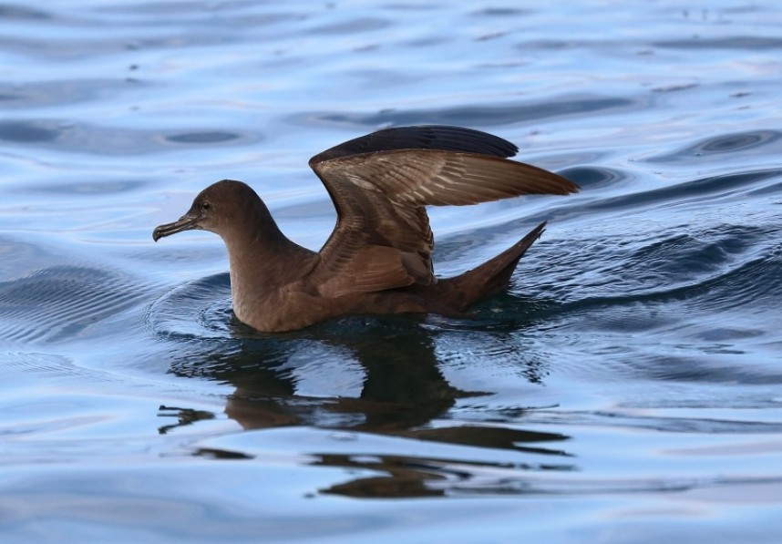 Sooty Shearwater 13-09-14 © Richard Baines