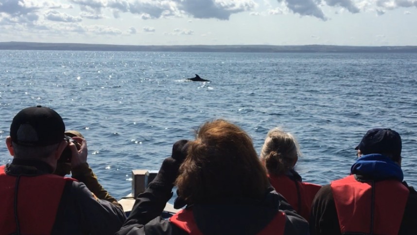 Watching a Minke Whale aboard All My Son's © YCN