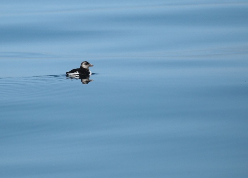 Atlantic Puffin (juvenile) © Richard Baines