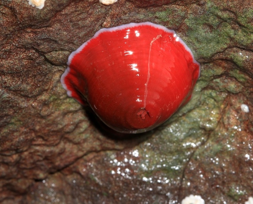 Beadlet Anenome © Dan Lombard
