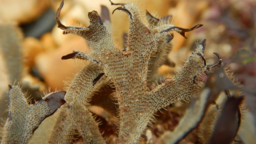 The bryozoan hairy sea mat growing over the seaweed irish moss © Anthony Hurd