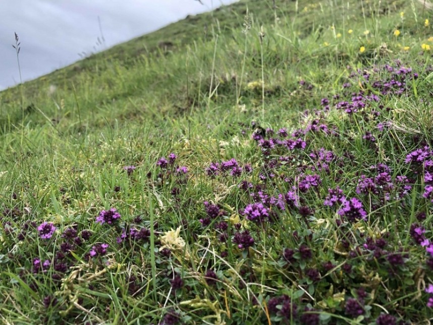 Wild Thyme © Richard Baines