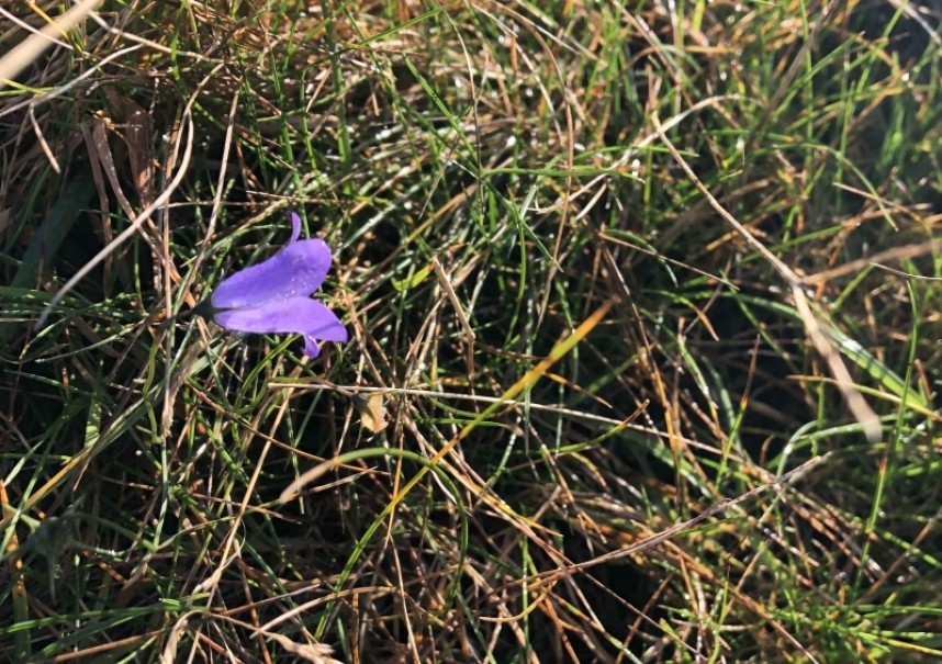 Harebell flowering in November © Richard Baines