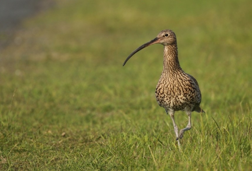 Curlew © Richard Baines