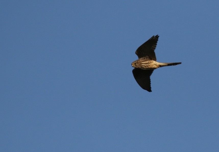 Common Kestrel © Richard Baines