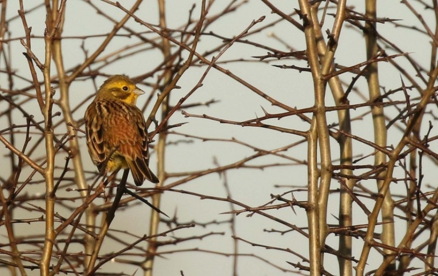 Yellowhammer © Richard Baines