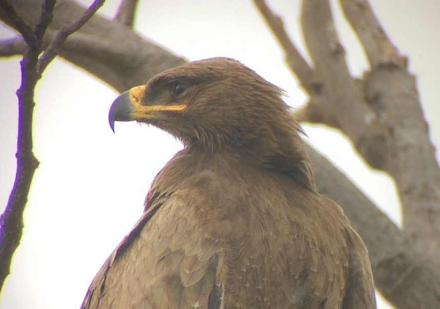 Steppe Eagle India Nov 2017 © Richard Baines