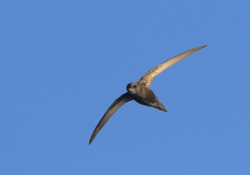 Common Swift - a vismig favourite, especially when it's the first of the spring! © Mark Pearson