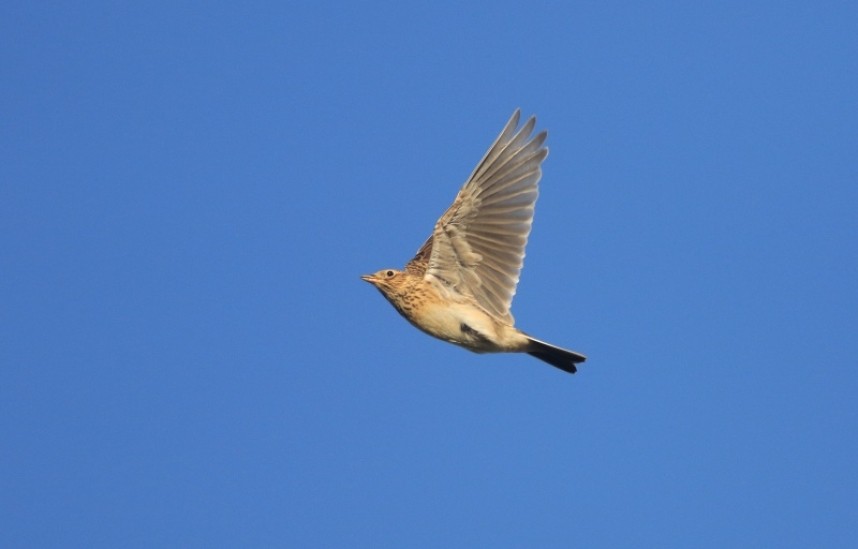 Early spring and late autumn are the peak periods for Skylarks © Mark Pearson