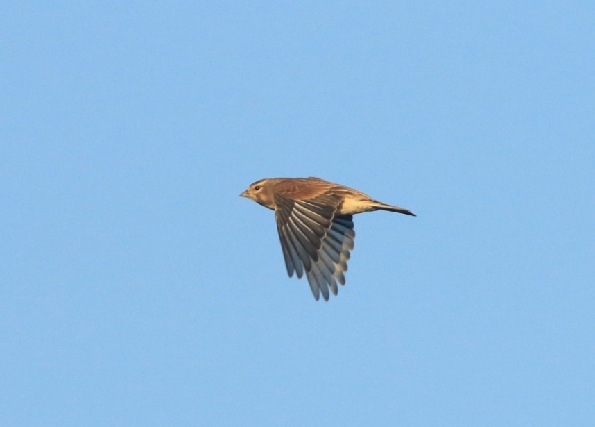 Linnets are one of the commonest finches in local vismig counts © Mark Pearson